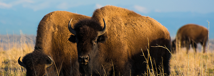 Colorado Bison © Raferrier | Dreamstime.com - <a href=