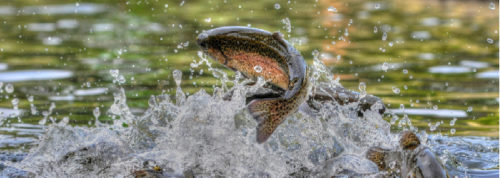 Colorado Trout