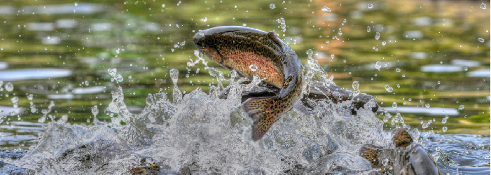 Colorado Trout