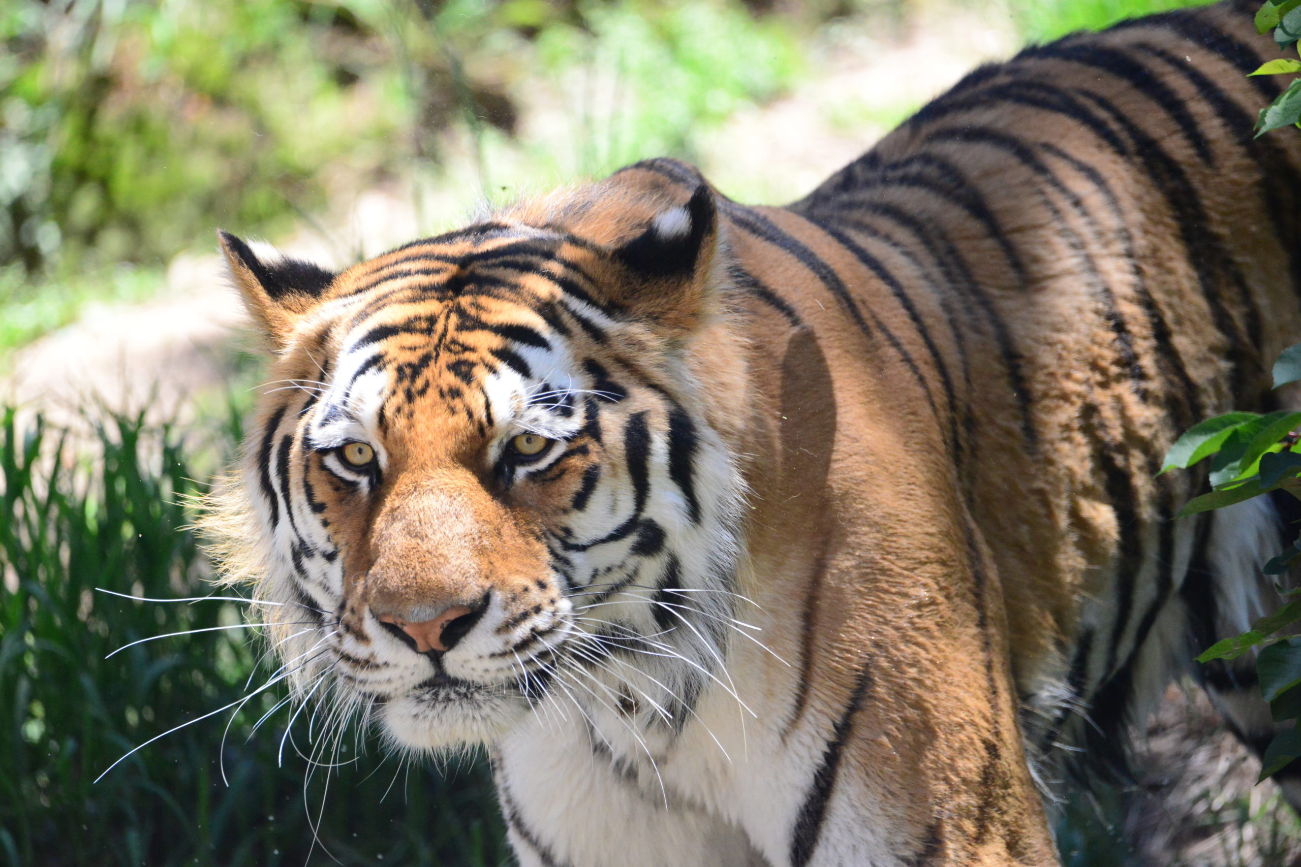 Tiger at Cheyenne Mountain Zoo