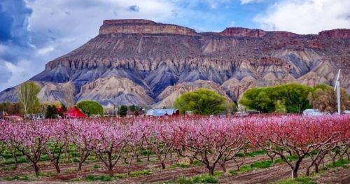 Palisade Winery Tour