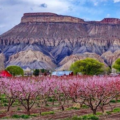 Palisade Winery Tour