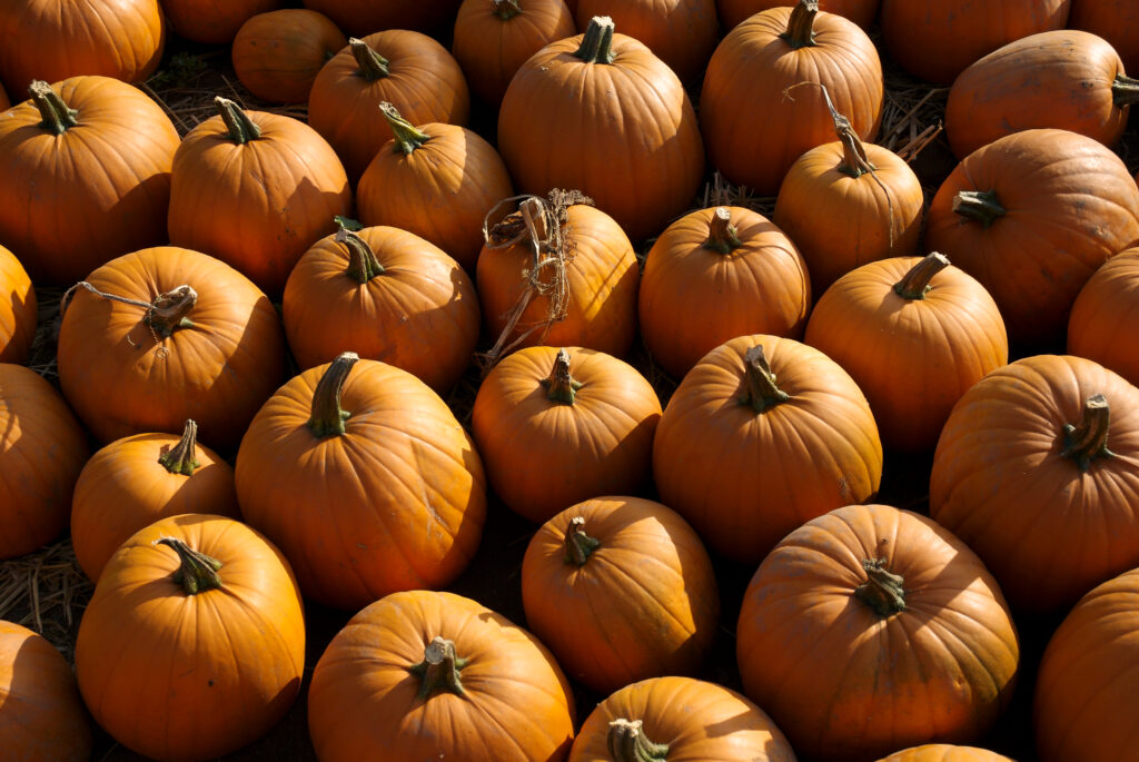 Pumpkin Patch in Colorado | 1276935 © Richard Thorp | Dreamstime.com
