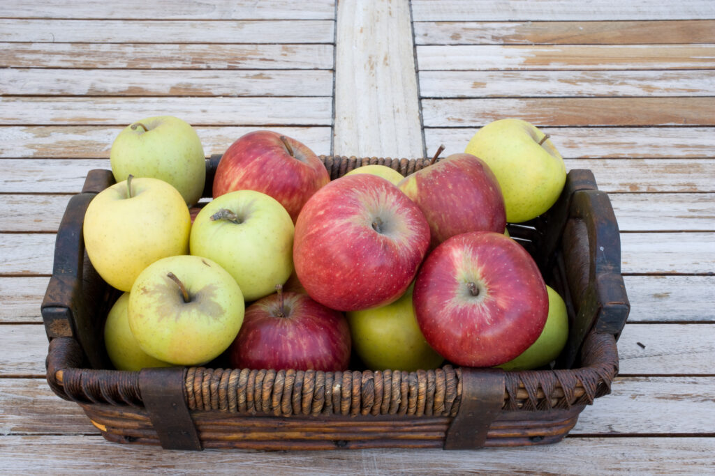 Apple Picking in Colorado | 8063393 © Juergen Barth | Dreamstime.com