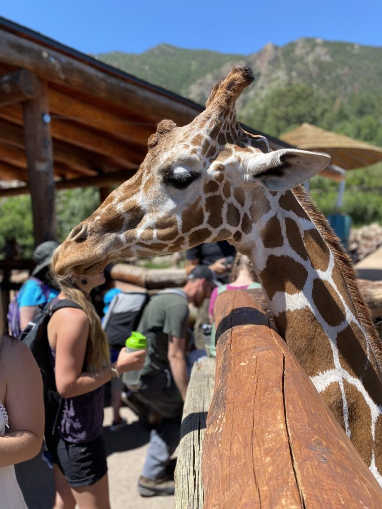 Cheyenne Mountain Zoo Giraffe