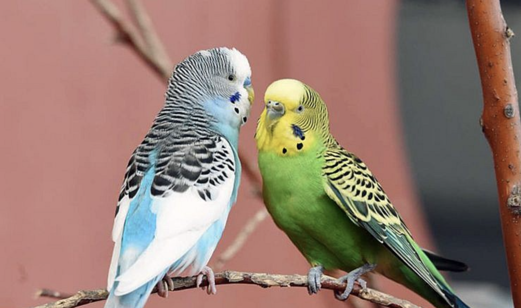 Cheyenne Mountain Zoo Valentine's Event