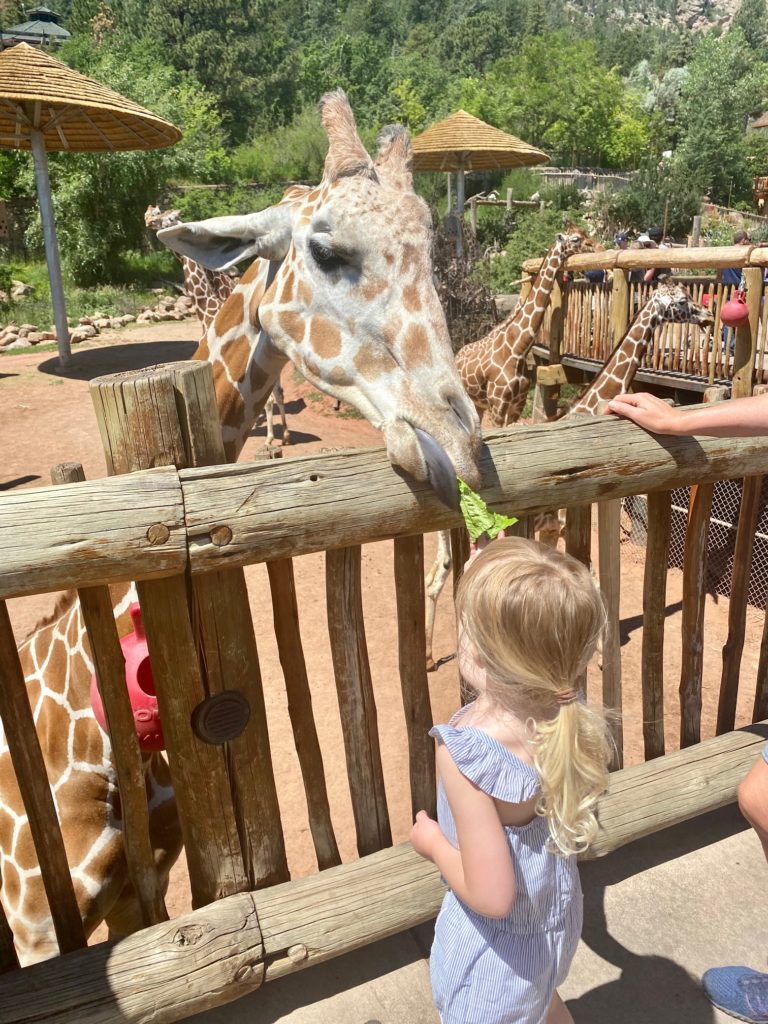 Girl Feeding Giraffe at the Cheyenne Mountain Zoo | Photo Credit: Rocky Mountain Food Tours