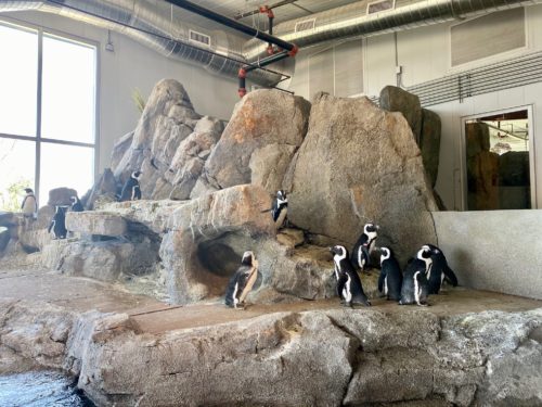 Cheyenne Mountain Zoo Penguins | Photo Credit: Rocky Mountain Food Tours