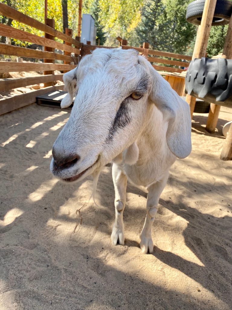 Goat the Cheyenne Mountain Zoo | Rocky Mountain Food Tours