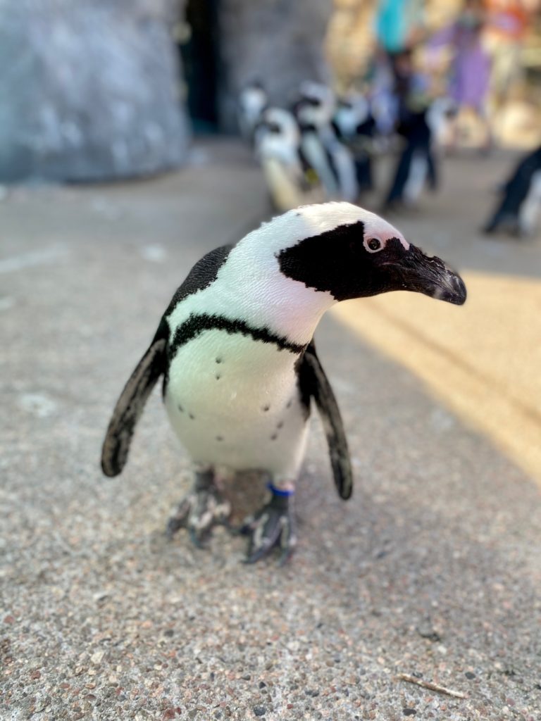 Cheyenne Mountain Zoo Walking Penguin | Photo Credit: Rocky Mountain Food Tours