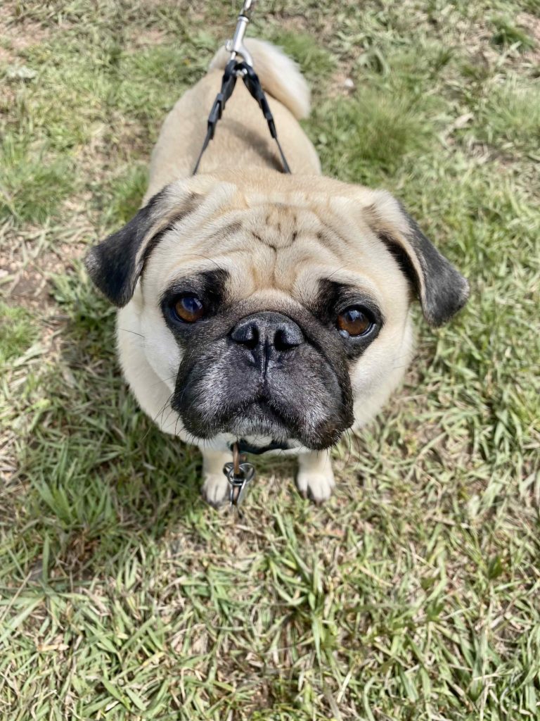 Adorable Dog | Smokin' the Ute Pass Summit BBQ Contest 2022