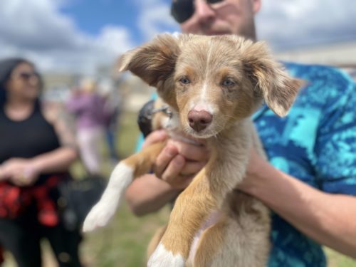 Cute Puppy | Smokin' the Ute Pass Summit BBQ Contest 2022