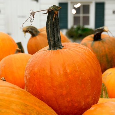 Pumpkin Patch Colorado